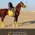 للبيع فرس مع بنتها