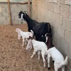 عنز عارضية متبع ب3 ( تم البيع )