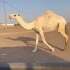 حقه باتليه كفووو