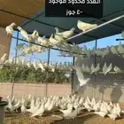 حمام فرنسي جانبو بلدي