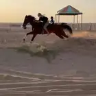 فرس خط سرعه