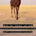 عرض عرض قعود فردي لقي جذع سهيل