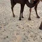 حوار مجهم فل شحم