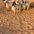 معزا مشاريك مضاريع ودفيع