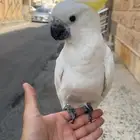 ككاتو سلفر للبيع