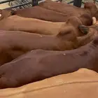 حسلان بلدي سمان ولباني