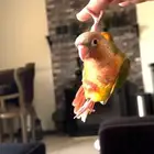 ببغاء كنيور اناناس دبل رد فاكتر هدد وين ماتروح معك