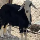 رخل نجديه