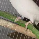 للبيع زوج درة البينو قطن