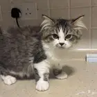 قطط شيرازي مستوى عالي