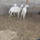 نعاج