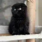 قطة سكوتش فولد للبيع - لون بلاك - يوجد دفع بالتقسيط