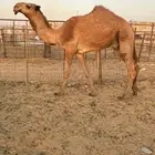 قعود باتلي كفو بالحيل للبيع