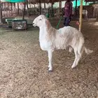 جذع حري مشروط
