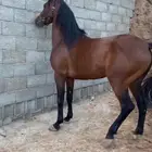 حصان بطل ركوب وجاهز