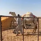 خلفه وضحا هديه