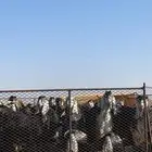 للبيع معزاء العدد حول الاربعين دفيع