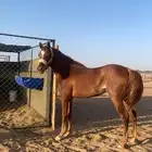 حصان كفو للبيع