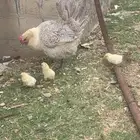 دجاجه بفروخها