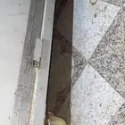 فقاسة