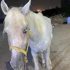 جيزان