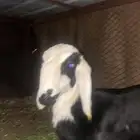 للبيع طلي سمين