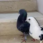قطيفي فاخر