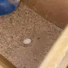 زوج روز منتج