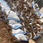 للبيع خياش 15 كيلو حجم الخياشه