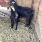 عنزوالد الموقع الصلصله
