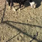 نعجه والد الموقع الصلصله