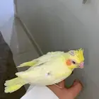 فرخ كروان ((تممم البيعع ))