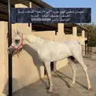 الخرمه