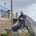 خيل شعبي حار