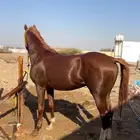 خيل شعبي جزيري