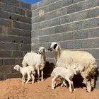 حريات متابيع