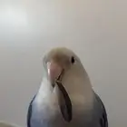 طير روز ضايع الي يحصله مكافأه ماليه 250 ريال