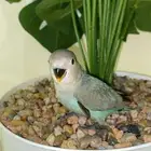 فرخ روز (( تممم البيعع ))