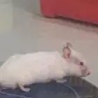 حيوان أليف الهامستر