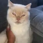 بسه بريطاني