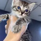 قط للتبني