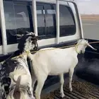تيس وعناق