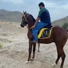 حصان معسوف و هادي العمر  3 سنوات