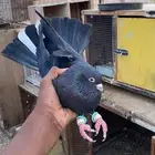 قطيفي تقلب صندقه