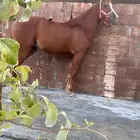 فرس شعبيه