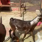 تيس