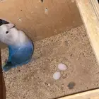 زوج روز منتج بيضتين