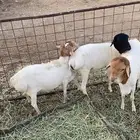 للبيع طليان برابر
