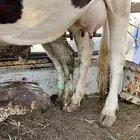 بقره ناتج للبيع