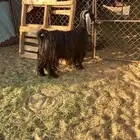 عنز عارضيه الموقع الصلصله